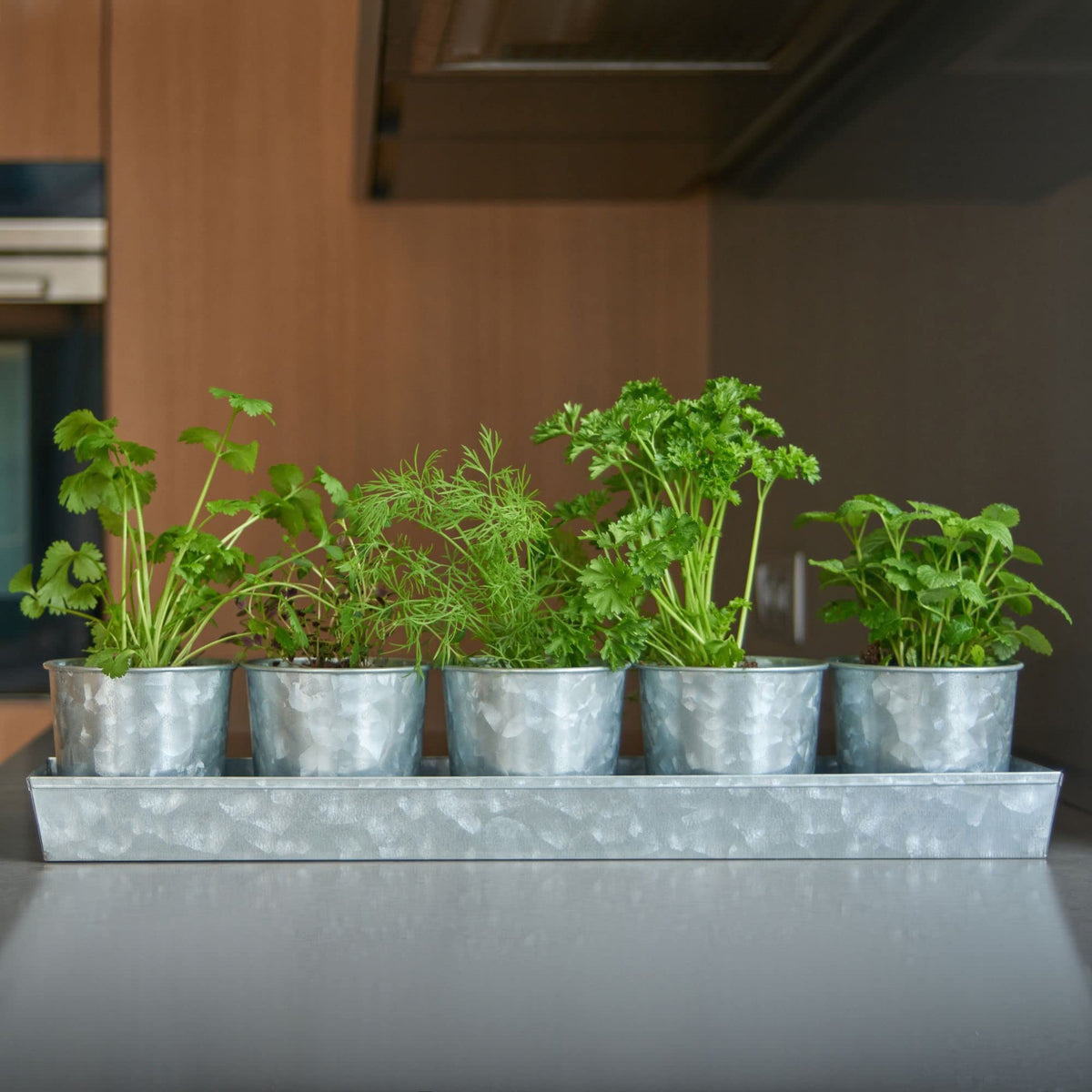 SCANDINORDICA gift-ready packaging suitable for plant lovers
