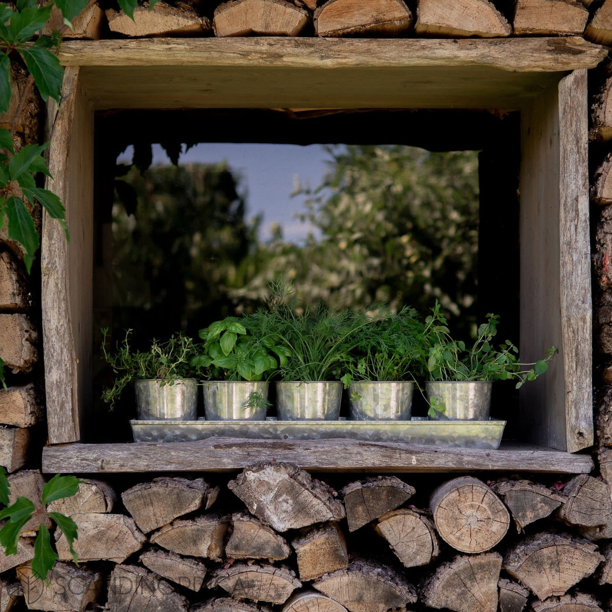 SCANDINORDICA window sill display with five pots neatly arranged