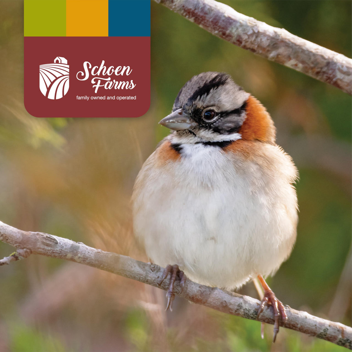 Schoen Farms Bright White Safflower Seeds work for ground feeding stations, expanding your birding options.