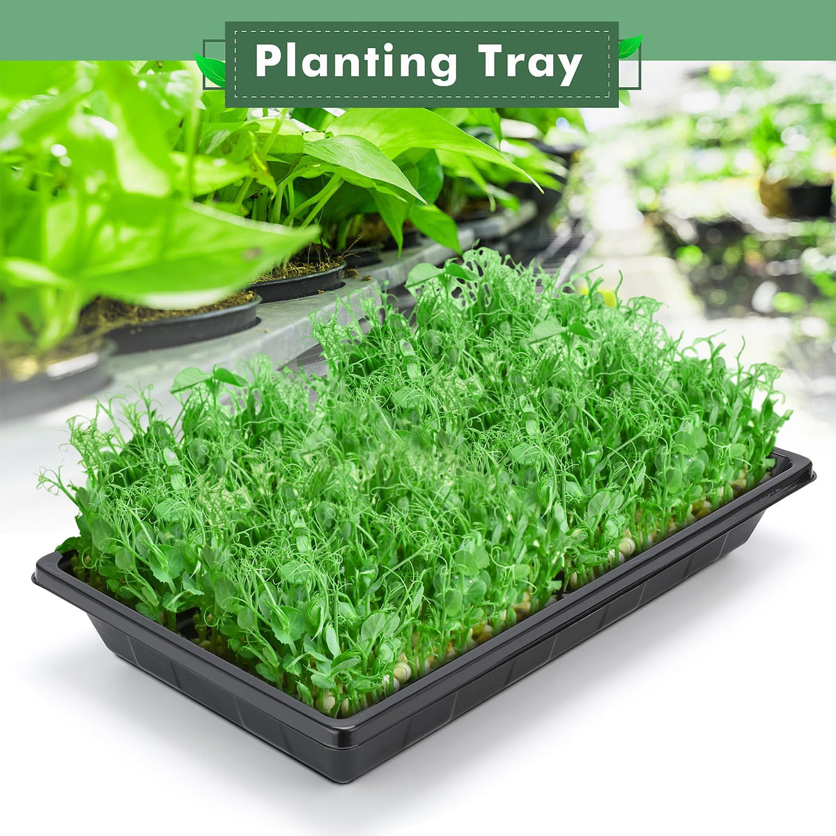 Sckee indoor gardening setup tray ideal for seed starting