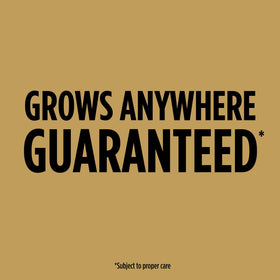 Scotts EZ Seed Dog Spot Repair seed and mulch layer supports germination.