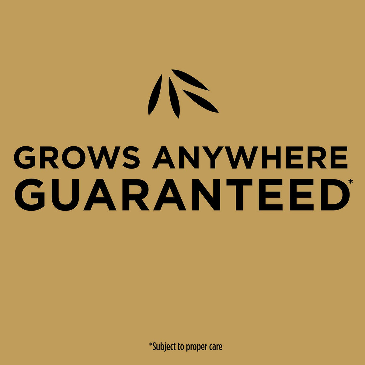 Product designed for sun or shade lawns, ideal for spring or fall planting.