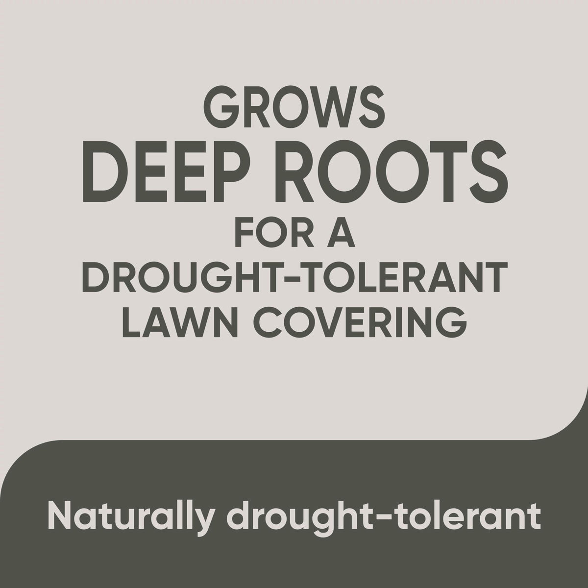 Scotts Pursue Blue Grama light daily watering after sowing supports establishment.