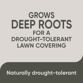 Scotts Pursue Blue Grama light daily watering after sowing supports establishment.