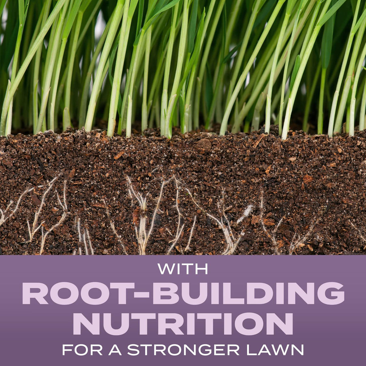 Scotts Root-Building Nutrition packet close-up highlights deeper root development for healthier turf.