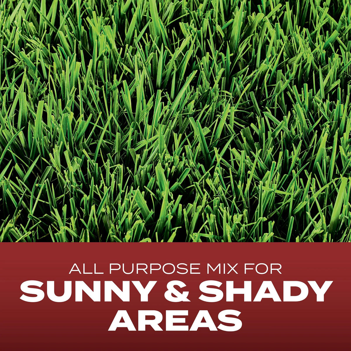 Overseeding with Scotts mix to thicken existing lawn areas