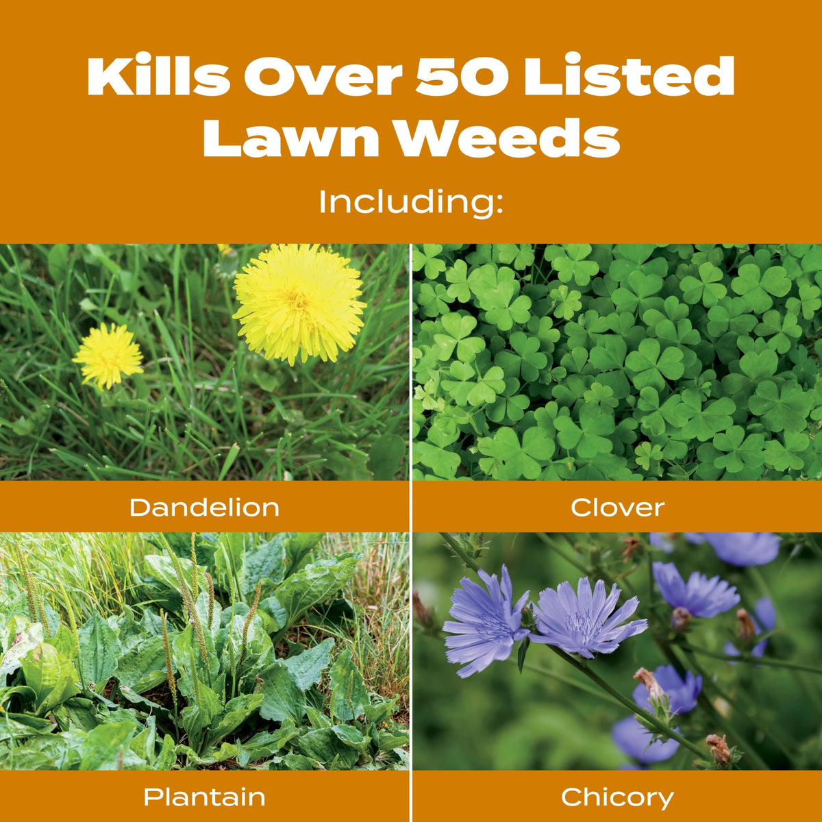 Lawn application on bluegrass and fescue using Scotts product.