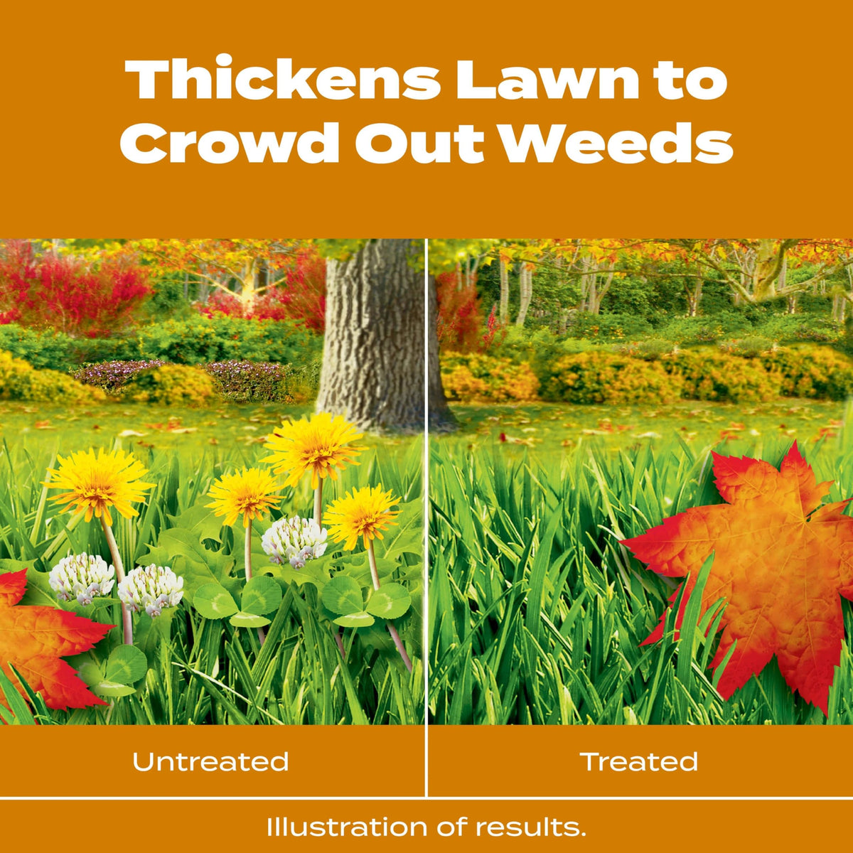 Scotts Turf Builder WinterGuard Fall Weed & Feed3 spreader application on lawn ensures even coverage.