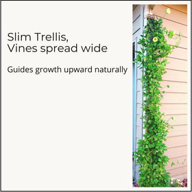 Scroll Trellis ideal for tight spaces along walkways and corners.