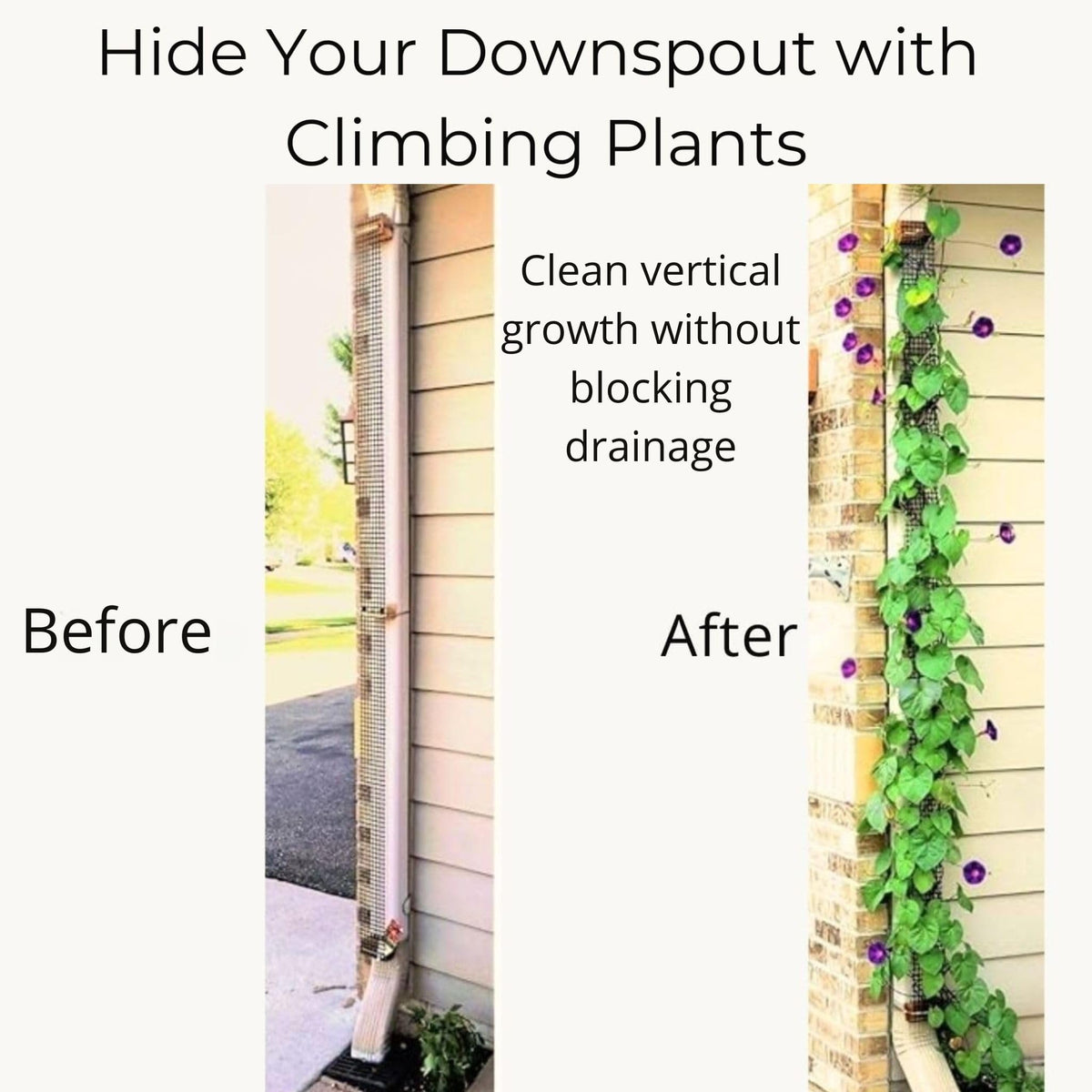 Scroll Trellis slim profile on downspout saves space while growing vines.
