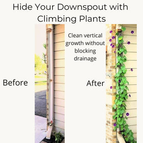 Scroll Trellis slim profile on downspout saves space while growing vines.