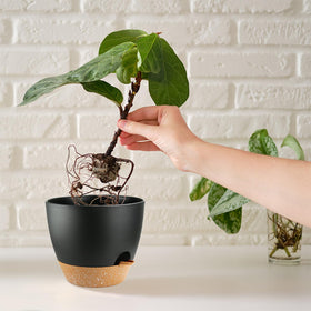 Durable polypropylene SE SUN-E pots are sturdy yet lightweight.
