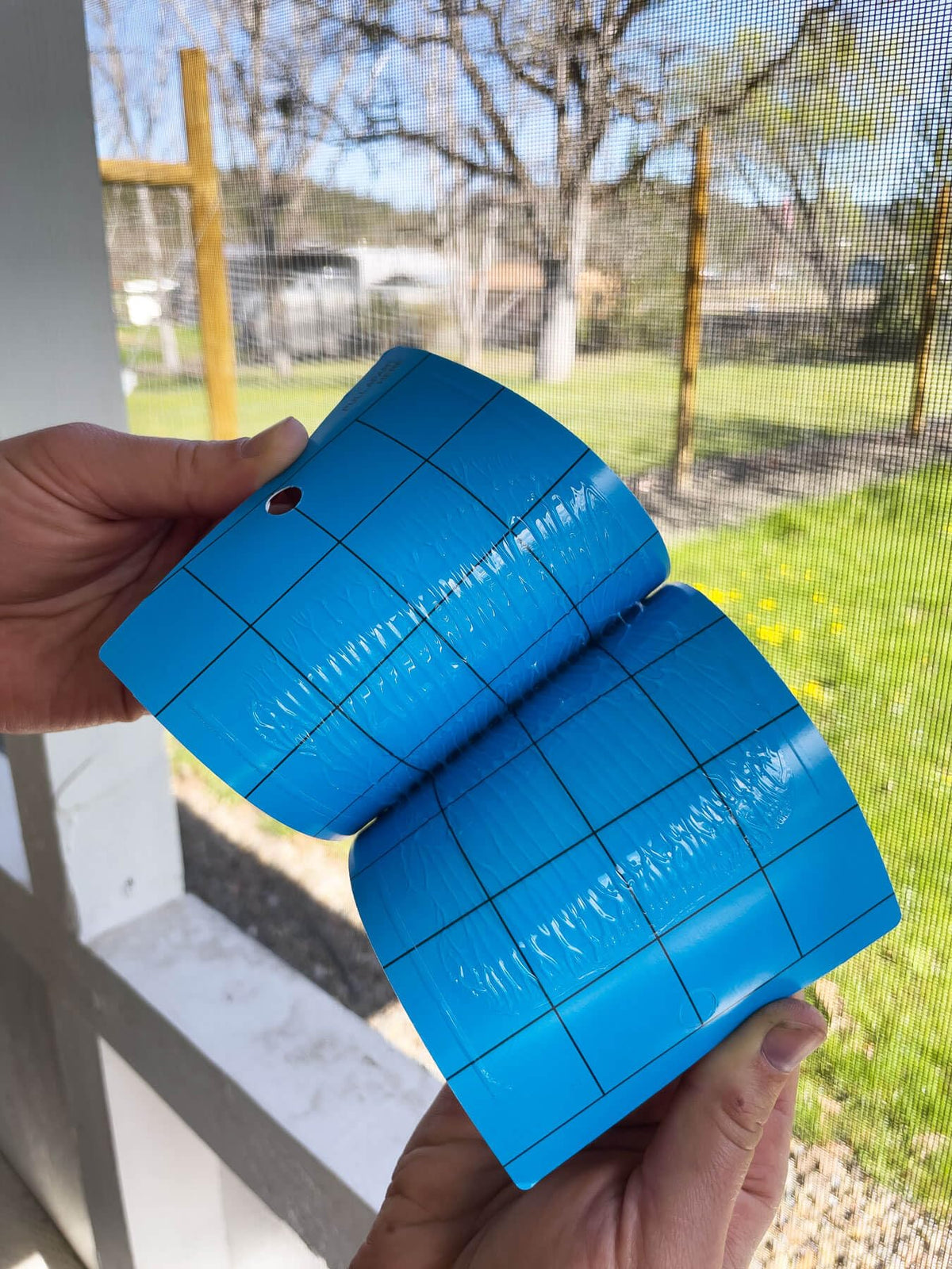 Seabright blue sticky trap with grid aids growers in monitoring pest levels along crop rows.