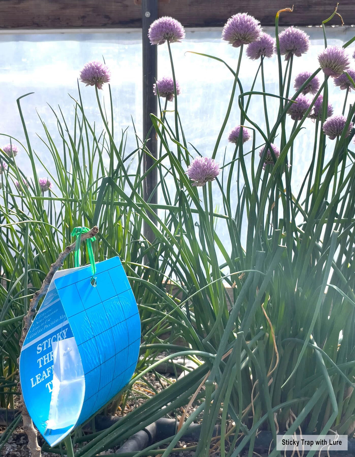 Seabright blue sticky trap is weatherproof and non-poisonous for outdoor pest monitoring.