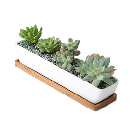 SeaStar ceramic planter with drainage hole keeps soil moisture balanced.