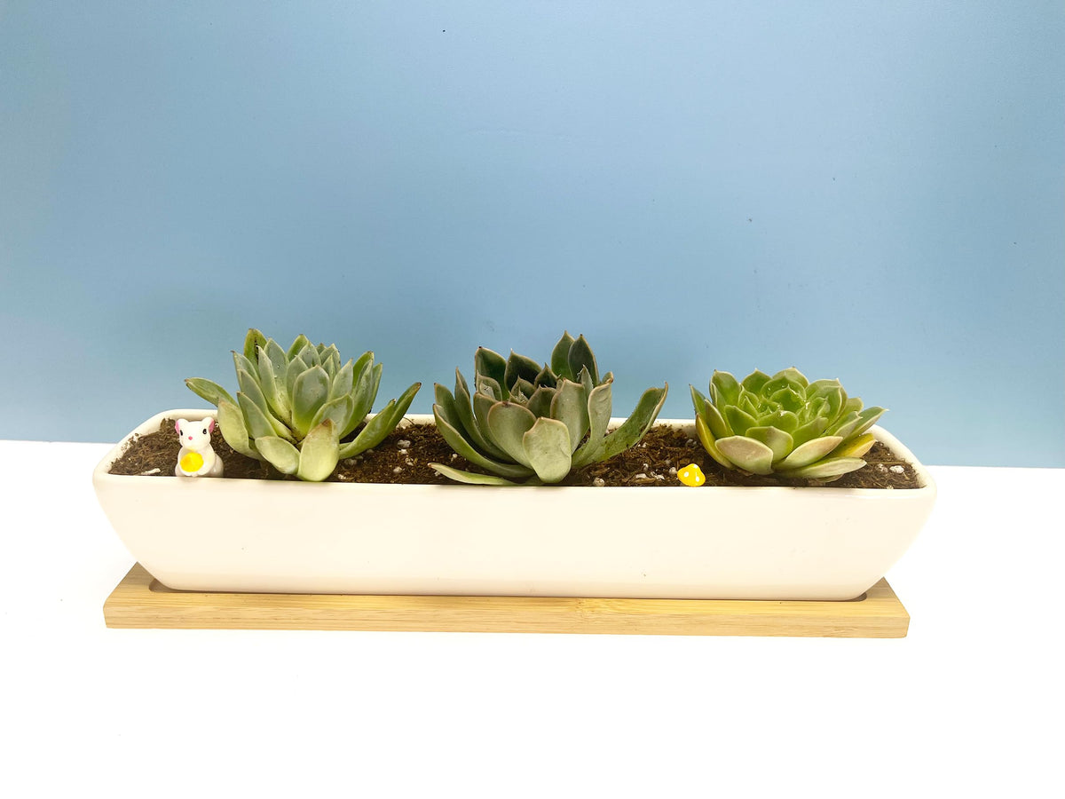 SeaStar compact rectangular planter fits 11 inches of space.