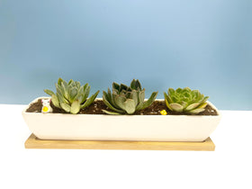 SeaStar compact rectangular planter fits 11 inches of space.