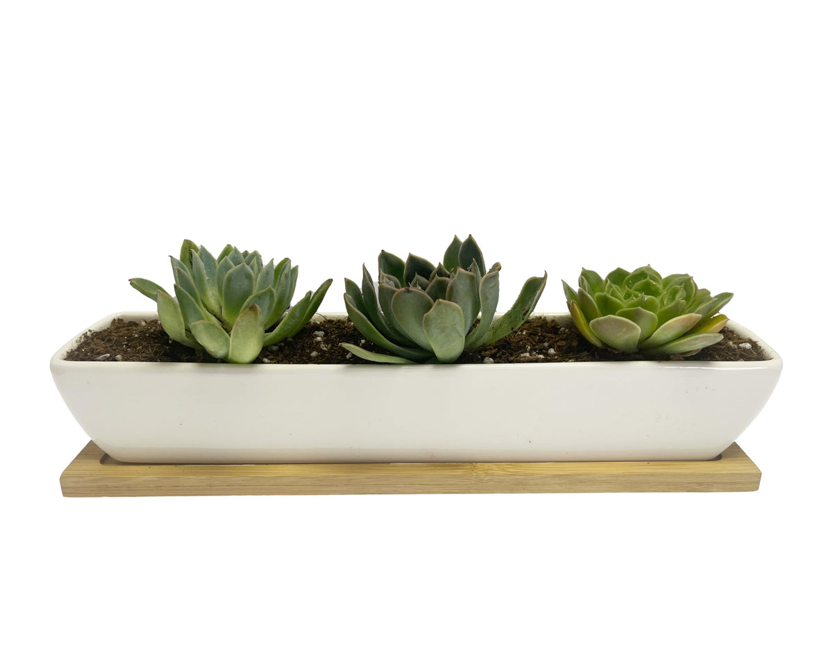 SeaStar minimalist white planter on your desk for tidy plant displays.