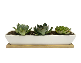 SeaStar minimalist white planter on your desk for tidy plant displays.