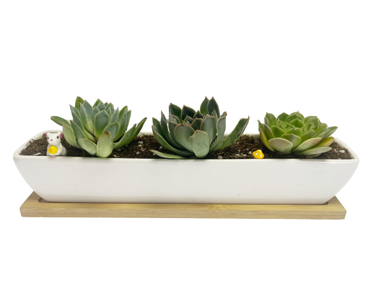 SeaStar office window display ideal for small succulents and herbs.