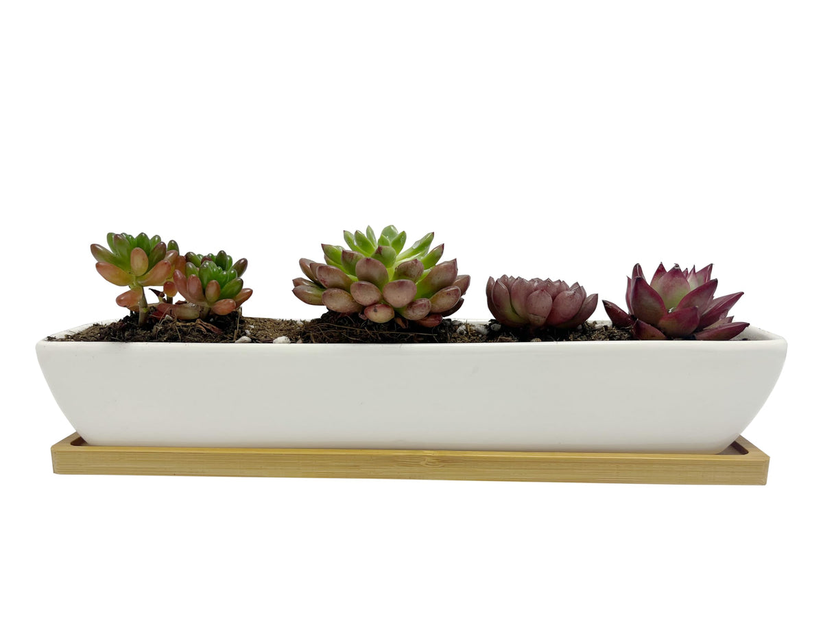SeaStar white rectangular succulent planter with saucer enhances desk display and drainage.