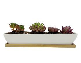SeaStar white rectangular succulent planter with saucer enhances desk display and drainage.