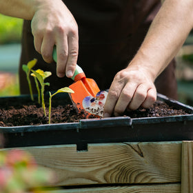 Seed Bloom plantable hearts grow into wildflowers in your garden