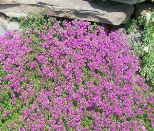Seed Kingdom creeping thyme bulk seeds for easy ground cover and herb planting