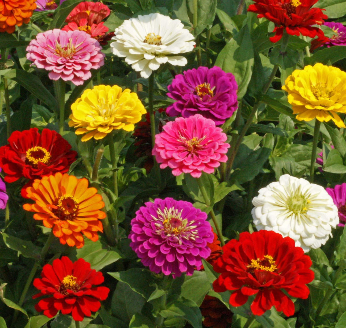 Seed Kingdom Zinnia California Giant Mix bloom close-up for vibrant garden color