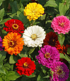 Seed Kingdom Zinnia California Giant Mix flower cluster showcases bold color display