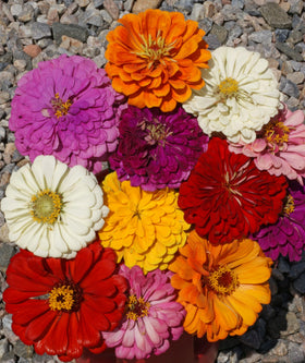 Seed Kingdom Zinnia California Giant Mix tall stems ideal for borders and height