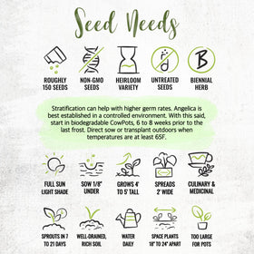 Seed Needs Angelica harvest-ready stalks and leaves for recipes.