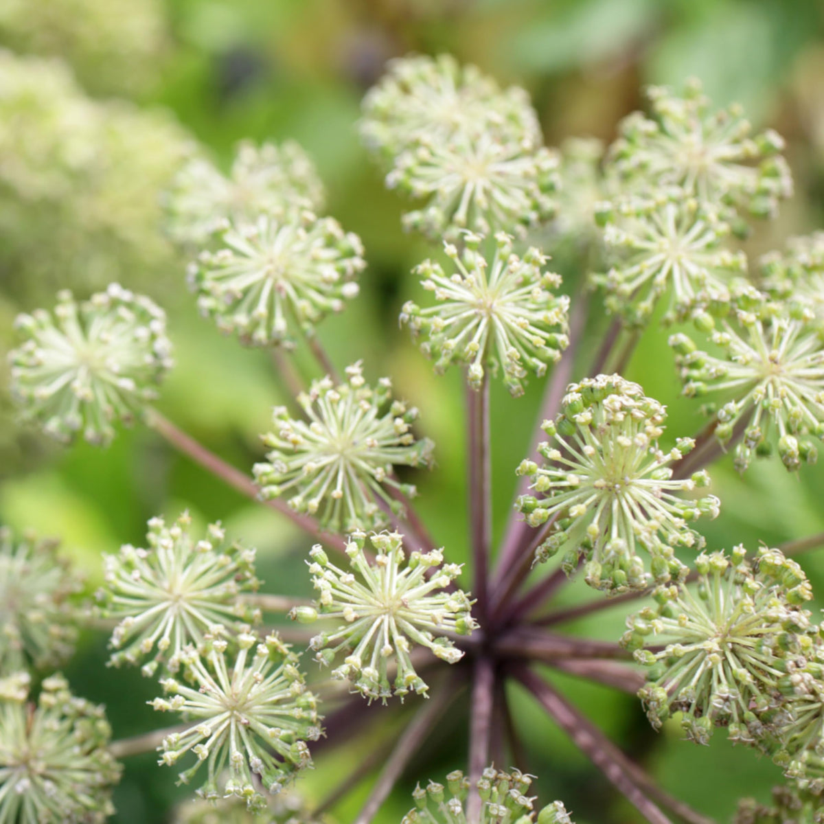 Seed Needs packaging preserving freshness with moisture protection.