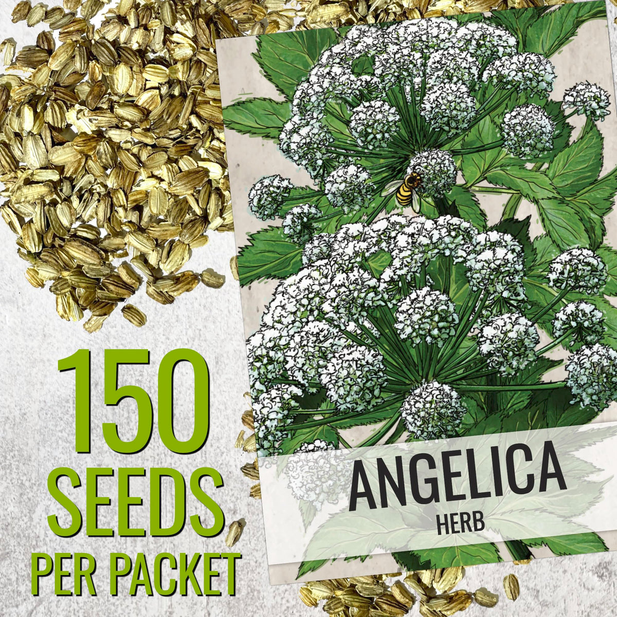 Seed Needs Angelica plant leaves growing in a lush herb bed.