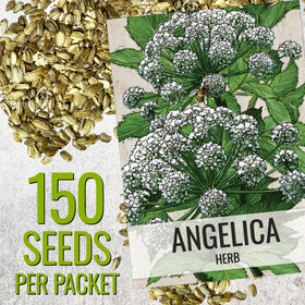 Seed Needs Angelica plant leaves growing in a lush herb bed.
