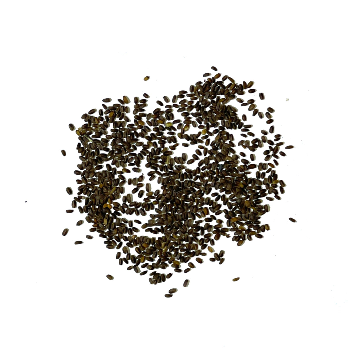 Seed Needs Anise Hyssop blooms, perfumed spikes attract pollinators.