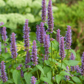Seed Needs Anise Hyssop leaves brew tea with licorice aroma.