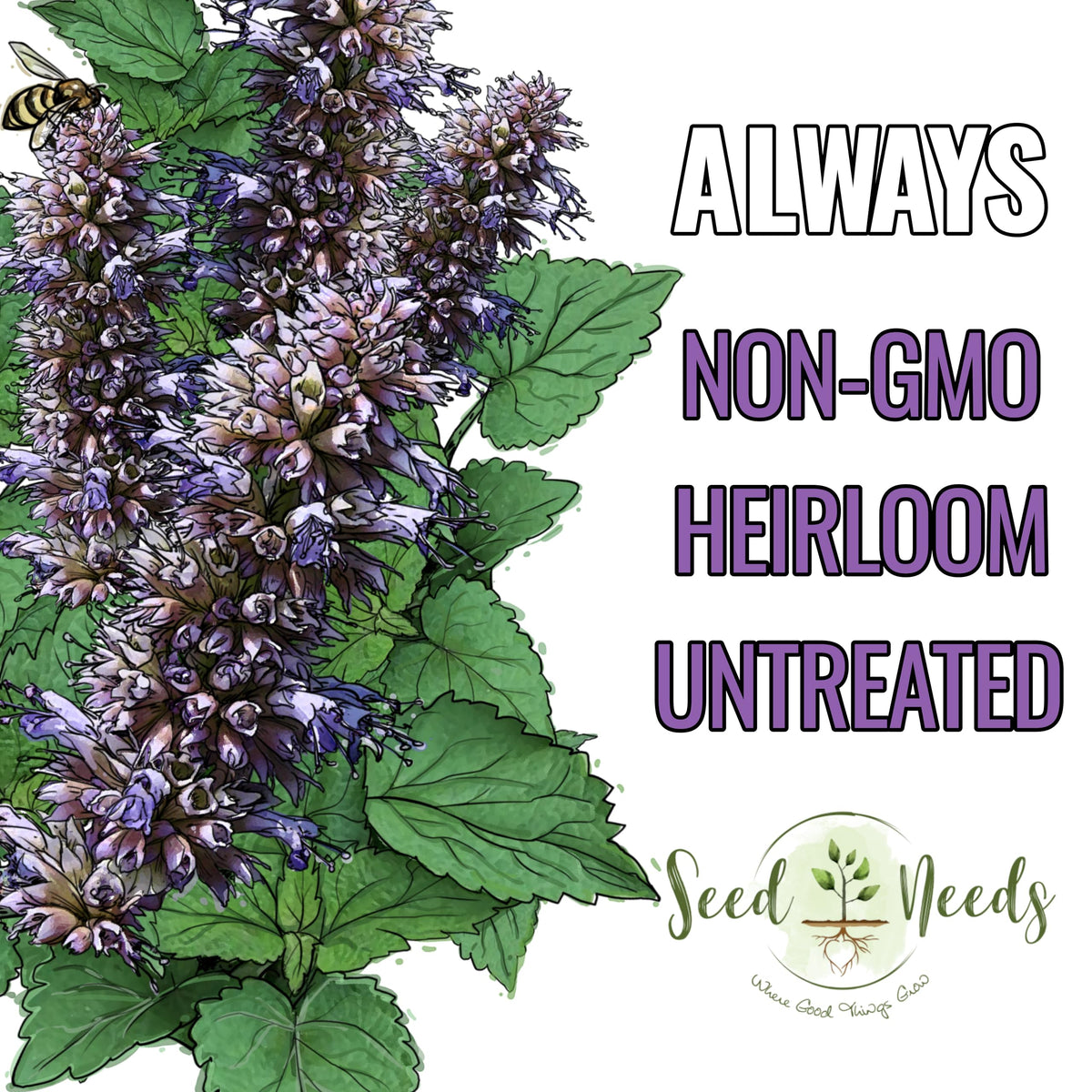 Seed Needs Anise Hyssop growing plant with purple-blue flower spikes attracts pollinators.