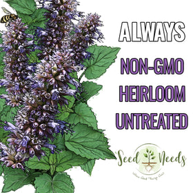 Seed Needs Anise Hyssop growing plant with purple-blue flower spikes attracts pollinators.