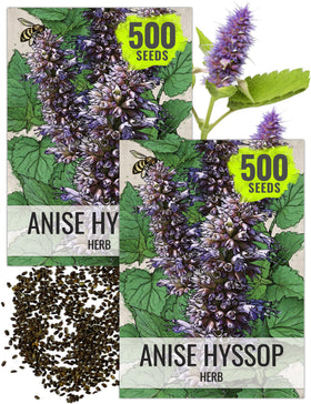 Seed Needs Anise Hyssop seeds packaging front, ideal for home herb gardening.