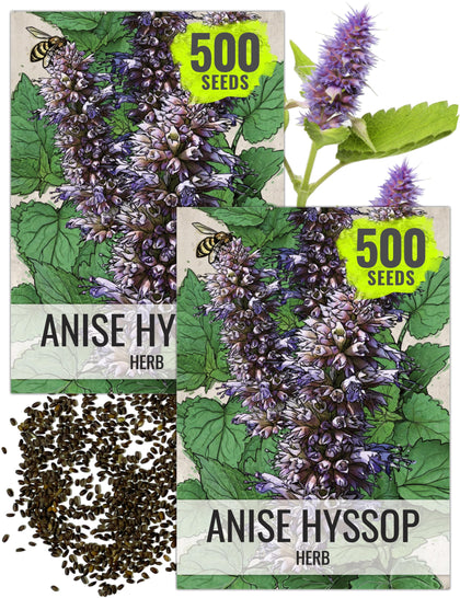 Seed Needs Anise Hyssop seeds packaging front, ideal for home herb gardening.