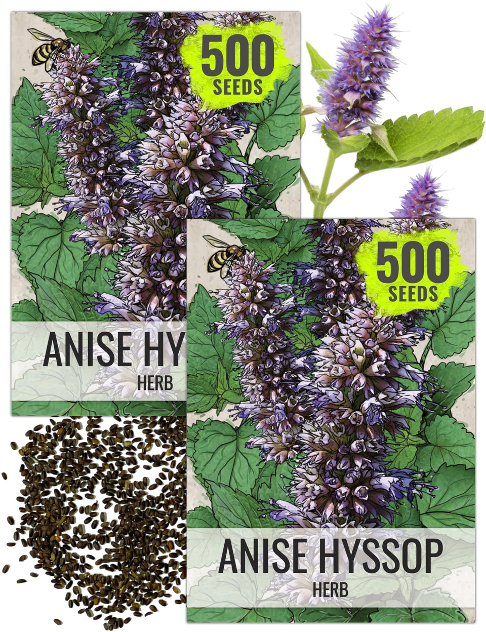 Seed Needs Anise Hyssop seeds packaging front, ideal for home herb gardening.