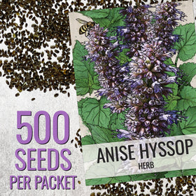 Seed Needs Anise Hyssop seed packets interior, includes sowing tips for beginners.