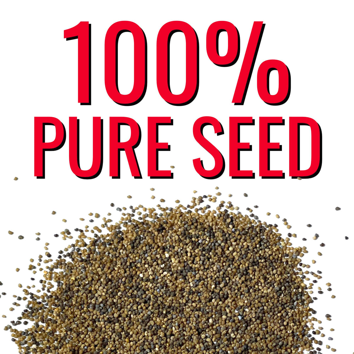Seed Needs Antique Shades Peony Poppy blooms for vibrant bouquets and borders.