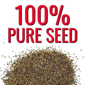 Seed Needs Antique Shades Peony Poppy blooms for vibrant bouquets and borders.