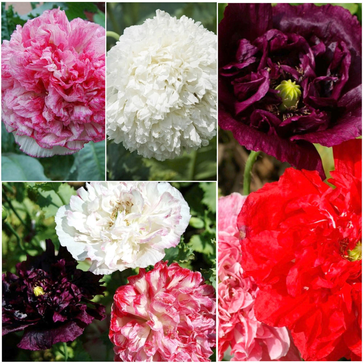 Seed Needs Antique Shades Peony Poppy attracts bees and butterflies in pollinator gardens.