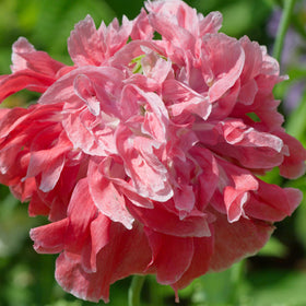 Seed Needs Antique Shades Peony Poppy seedlings ready to grow color in beds.