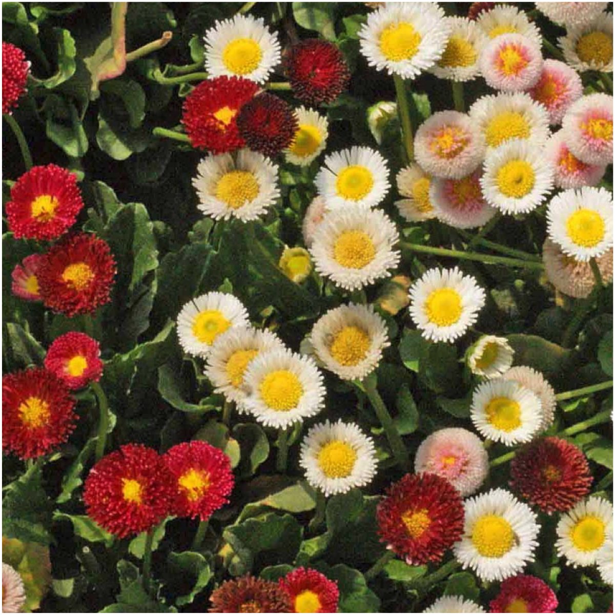 Seed Needs Bellis perennis close-up of double-ray blossoms for garden display