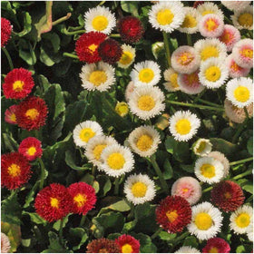 Seed Needs Bellis perennis close-up of double-ray blossoms for garden display