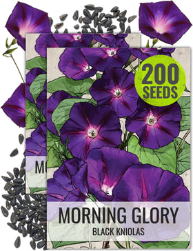 Seed Needs Black Kniolas Morning Glory seed pack for open-pollinated color and easy planting.